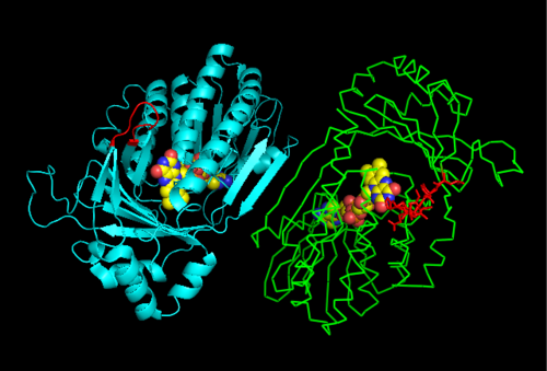 Kynurenine 3-monooxygenase